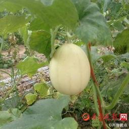 吃梨瓜长肉么,吃梨瓜真的会长肉吗?揭秘水果热量与体重关系 第2张 吃梨瓜长肉么,吃梨瓜真的会长肉吗?揭秘水果热量与体重关系 第2张